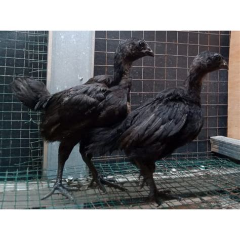 Jual Ayam Cemani Lidah Hitam Sepasang Ori 1 Bln Up Real Foto Dan