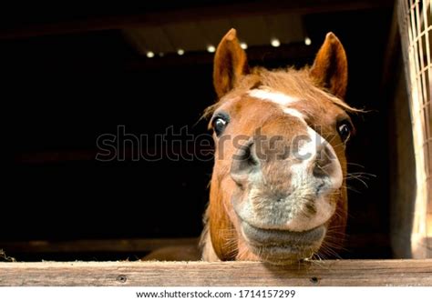 758 Silly Horses Stock Photos, Images & Photography | Shutterstock