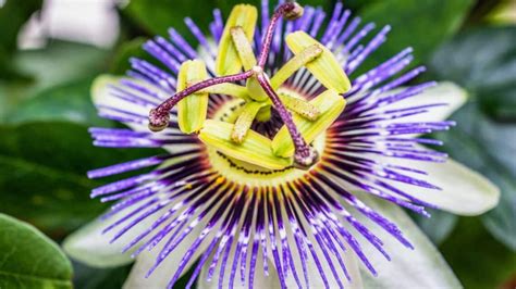 Significado De Flor De Maracuj Conhe A A Flor Da Paix O