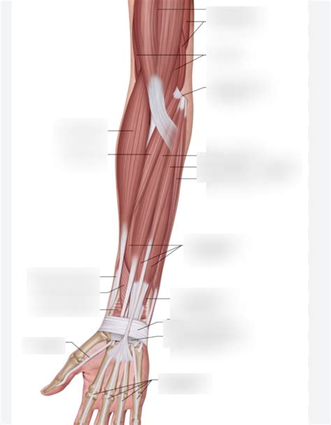 Muscles Week Superficial Muscles Of Forearm Labeling Diagram Quizlet