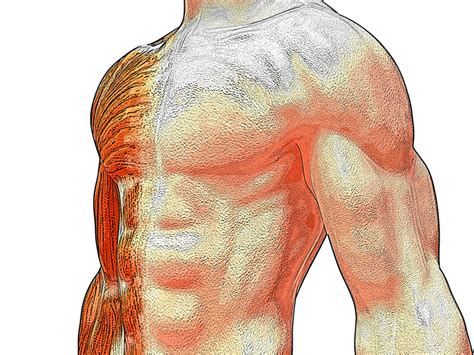 INTEC ANATOMIA Y FISIOLOGIA HUMANAS BASICAS PARA ESTETICA DECORATIVA