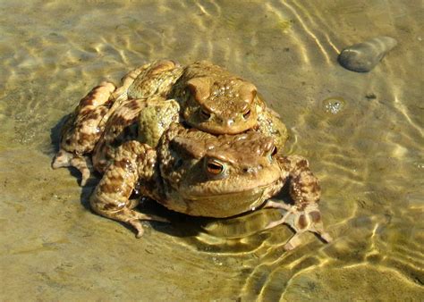 Crapaud Commun Définition Et Explications