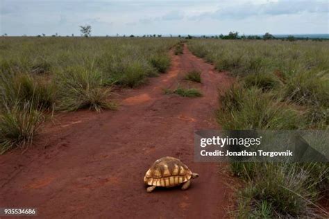 Saving The Angonoka Tortoise Of Madagascar Photos and Premium High Res ...