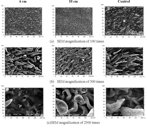 Figure 1 From A 3D Illustrative Of Scanning Electron Microscopy On