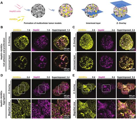 Coculture Of Hepg Cells And Huvecs In Plga Pms A The Dynamic Culture