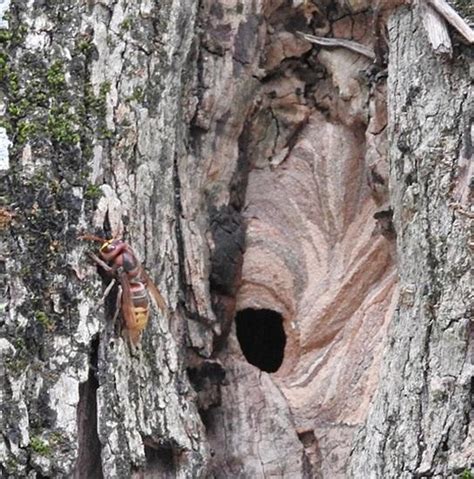 Giant Hornet Nest