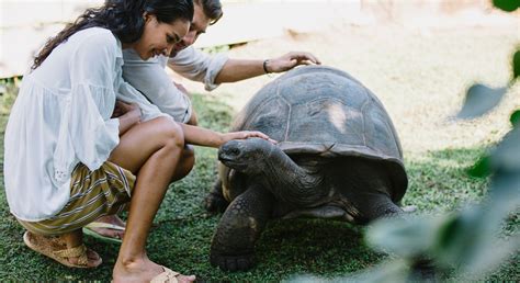 Aldabra Giant Tortoise Baby