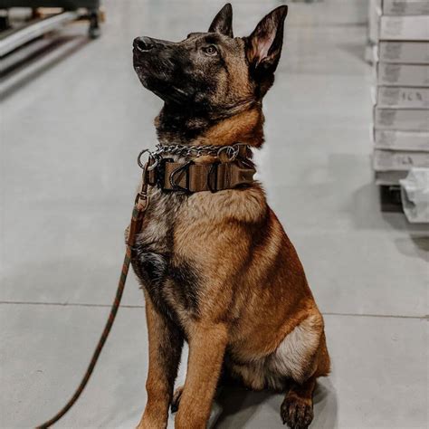 Cobra Buckle Dog Collar K9 Tactical Collar