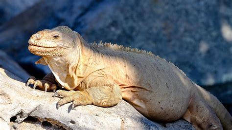 Santa Fé Galapagos Land Iguana On Santa Fé Galapagos Ec Serena