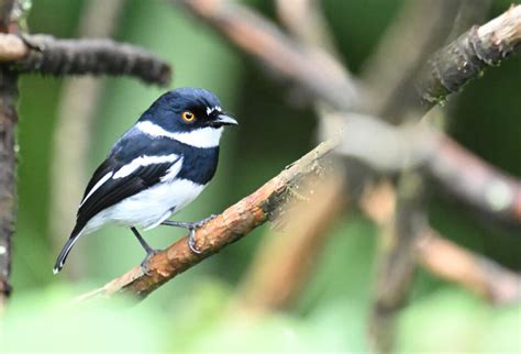 Tanzania And Uganda Birding Tour Cisticola Birding Nature Tours In