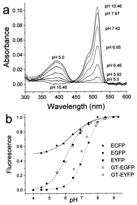 Measurement Of Cytosolic Mitochondrial And Golgi Ph In Single Living