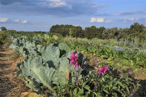 Sonnentor Frei Hof Gartenb Den Pflegen Und Humus Aufbauen