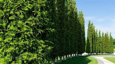 17 Shade Tolerant Evergreen Trees For Shady Garden Spaces Shade Shrubs Shade Trees