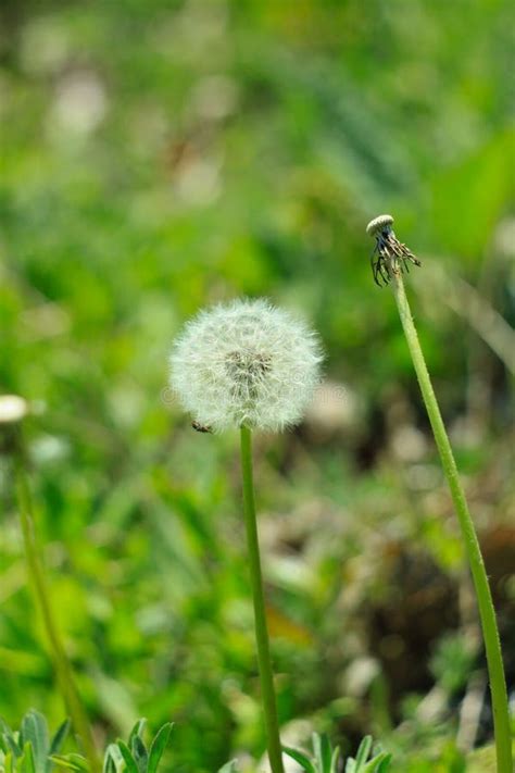 White Fluffy Dandelion Flower On The Green Grass Blurred Bokeh Amazing