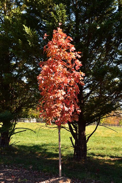 Autumn Fest Sugar Maple Acer Saccharum Jfs Kw8 In Boston Hopkinton Chelmsford Hingham