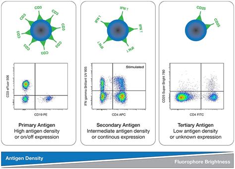 Spectral Flow Cytometry Panel Design Thermo Fisher Scientific Us