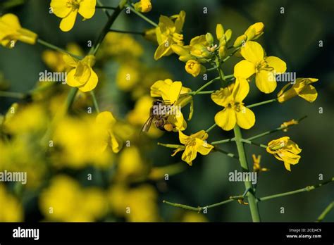 African Honey Bee Pollinating Canola Flowers Stock Photo - Alamy