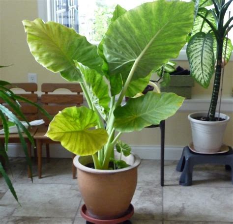 Grow Beautiful Elephant Ear Plants With Our Top Size And Top Quality