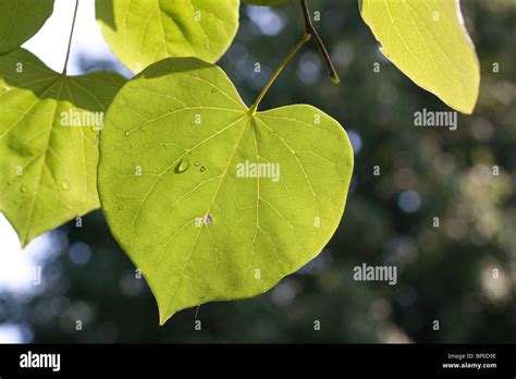 Summer Leaves Of Redbud Cercis Canadensis Eastern Usa Stock Photo Alamy