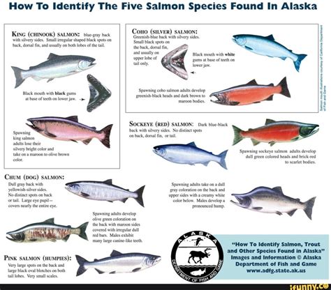 How To Identify The Five Salmon Species Found In Alaska King Chinook