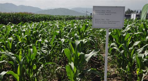 Diversificar Cultivos Es Diversificar Beneficios Cimmyt