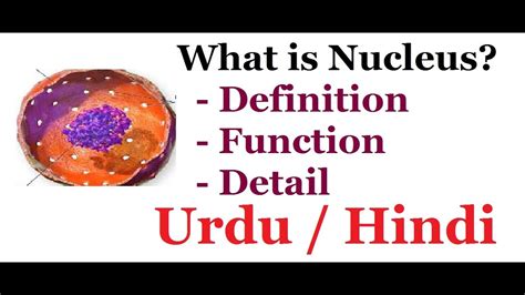 What Is Nucleus Function Of Nucleus Urdu Hindi YouTube