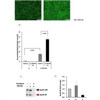 Effect Of Trehalose On Lipid Droplet Accumulation Apob And Apob