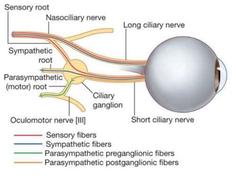 Oculomotor nerve