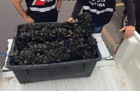 Taranto Filari Di Cozze Abusivi Nel Mar Piccolo Sequestrate