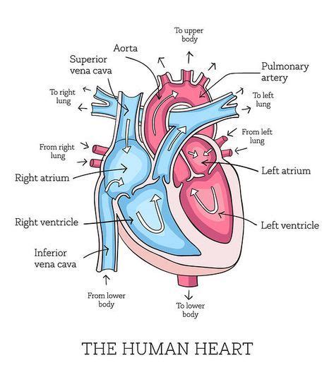 Understanding Your Heart And How It Functions Cardiology Medical