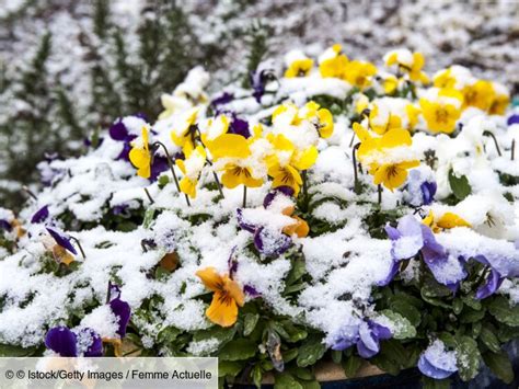 5 plantes qui résistent au froid et au gel Femme Actuelle Le MAG