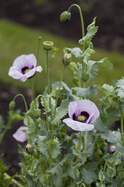 Papaver Somniferum Commonly Known As The Opium Poppy Or Breadseed