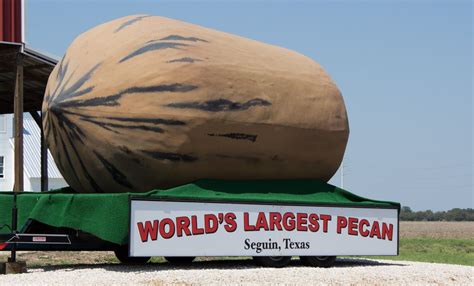 Worlds Largest Pecan In 2011 Seguin Texas Reclaimed The Title From