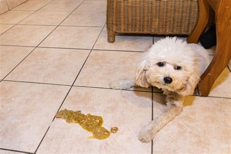 Cachorro Vomitando O Que Fazer E O Que Pode Ser IPatas