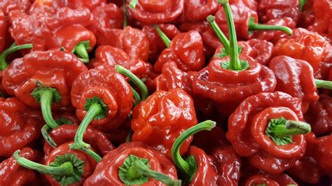 Scotch Bonnet Pepper A Spicy Treat From The Caribbean