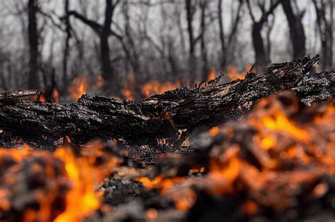 Fondo De Desastre Natural Peligroso De Incendios Forestales Foto Premium