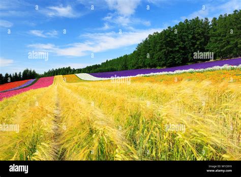 Flower Field Hokkaido Japan Stock Photo Alamy