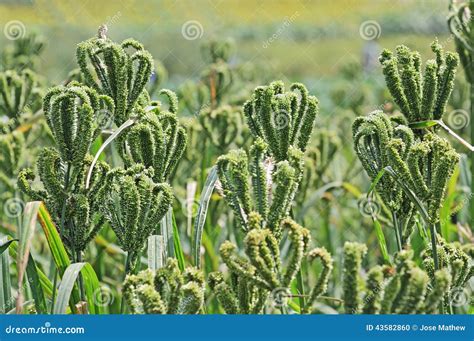 Finger Millet Plant Farm Green Field. Stock Photography | CartoonDealer.com #118678604