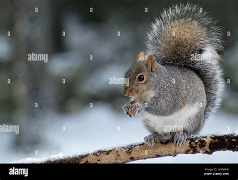 An Eastern Gray Squirrel Sitting On A Branch In Winter Eating A Nut