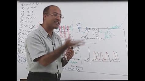 Myocardial Contractility Part 2 Members YouTube