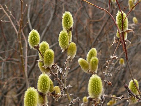 Ива мохнатая | molbiol.ru