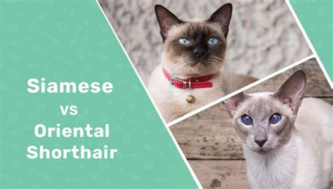 Siamese Cat Vs Oriental Shorthair Cat What Do I Choose With