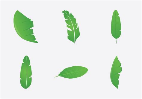 Free Banana Leaf Vector Illustration 101469 Vector Art at Vecteezy