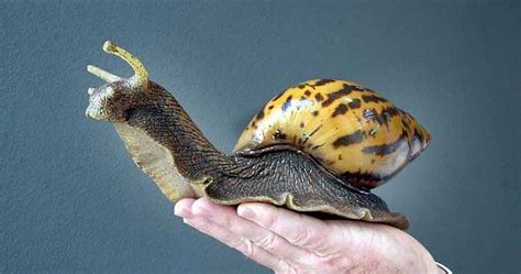 Largest Snail In The World Interesting Facts