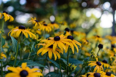 The 20 Most Beautiful Native South Florida Flowers