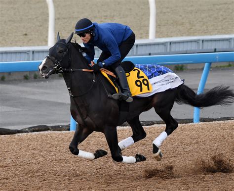 弱点克服で重賞初v狙うエピファニー、休み明けも好仕上げゴールデンハインド／中山金杯 競馬写真ニュース 日刊スポーツ