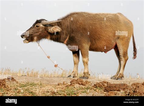 Myanmar Ox Cow Water Hi Res Stock Photography And Images Alamy