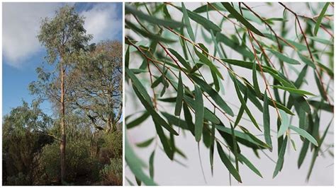 11 Different Varieties Of Eucalyptus Trees In 2020 Eucalyptus Tree Rainbow Eucalyptus Eucalyptus