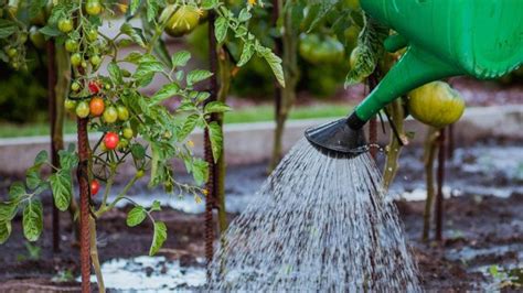 Watering Tomatoes Properly Live Native