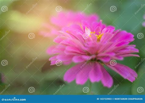 As Flores Cor De Rosa Florescem Belamente Imagem De Stock Imagem De